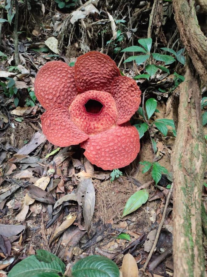 Umiyuki Jungle Tour Only Treking With As Hotel Bukit Lawang Exterior foto