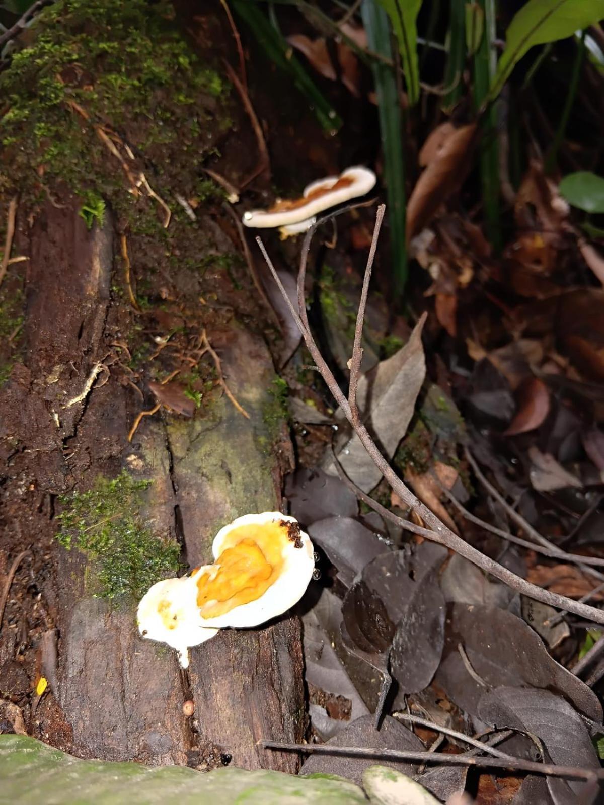 Umiyuki Jungle Tour Only Treking With As Hotel Bukit Lawang Exterior foto