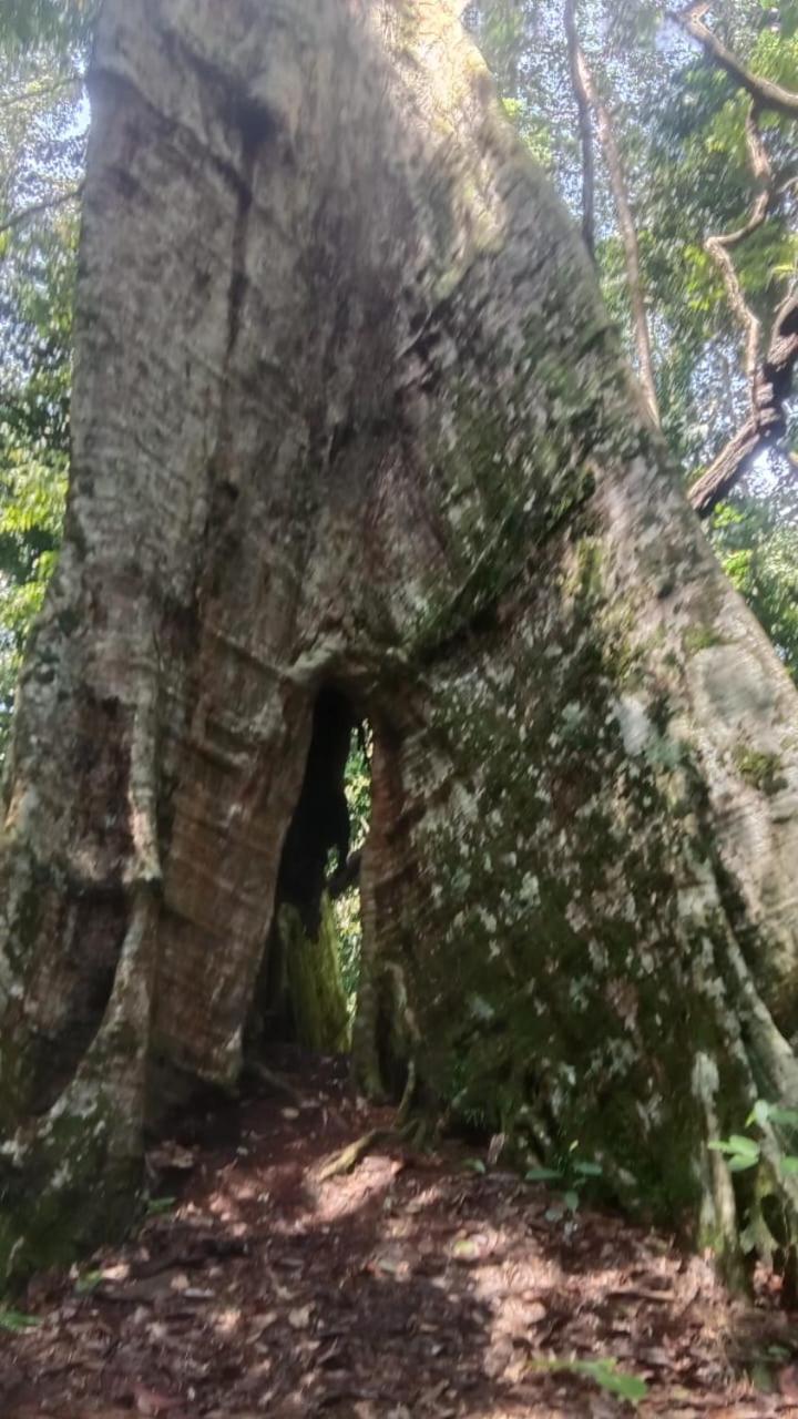 Umiyuki Jungle Tour Only Treking With As Hotel Bukit Lawang Exterior foto