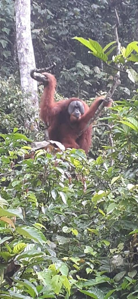 Umiyuki Jungle Tour Only Treking With As Hotel Bukit Lawang Exterior foto