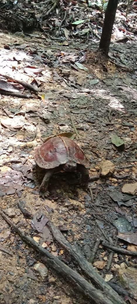 Umiyuki Jungle Tour Only Treking With As Hotel Bukit Lawang Exterior foto